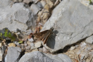 Papillon Pyrgus sp
