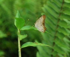 Anartis jatrophae 2