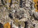 Lichens