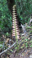 Pink fern