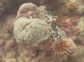 Coral reef 6