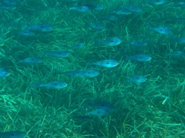 Spicara maena